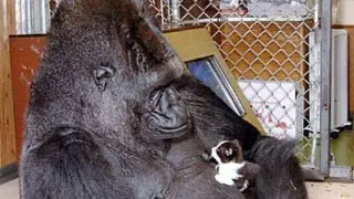 Koko the Gorilla meme card, common rarity