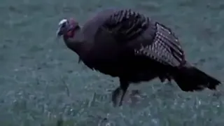 Carte meme La dinde noire, rareté rare