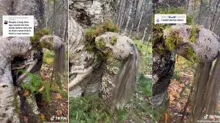 Carte meme Lady in the Tree, rareté commune