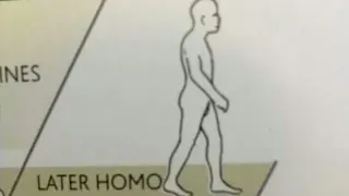 Later Homo meme card, common rarity