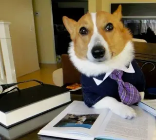 Lawyer Dog meme card, rare rarity