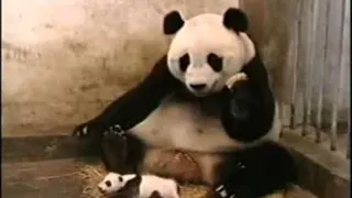 Carte meme Le bébé panda qui éternue, rareté épique