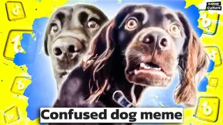 Carte meme Le chien confus, rareté rare