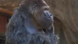 Carte meme Le gorille IA vlogeur, rareté commune