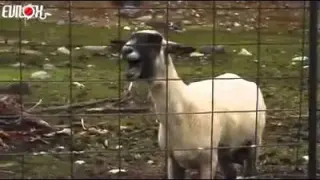 Carte meme Le mouton qui crie, rareté épique