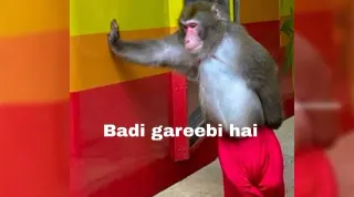 Leaning Monkey with Red Pants meme card, common rarity