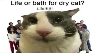Life or Bath for Dry Cat meme card, common rarity