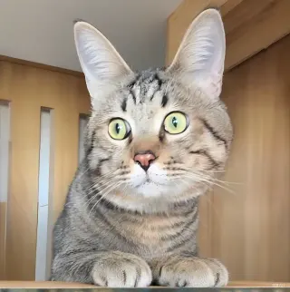 LiHuaCat meme card, common rarity