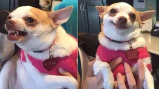 Carte meme Lily Lu / Angry Happy Chihuahua, rareté rare