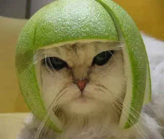 Limecat meme card, epic rarity