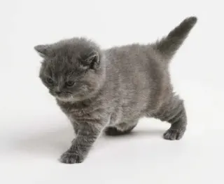 Little Grey Cat meme card, rare rarity
