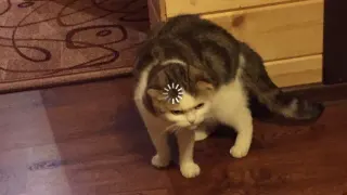 Loading Cat meme card, rare rarity