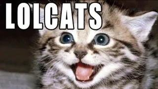 LOLcats meme card, epic rarity