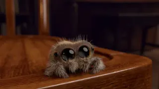 Lucas the Spider meme card, common rarity