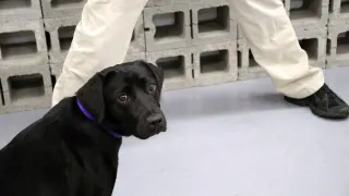 Lulu the Failed CIA Dog meme card, common rarity