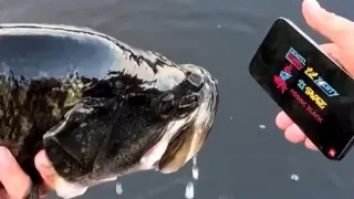 Made the Fish I Just Caught Watch X meme card, common rarity