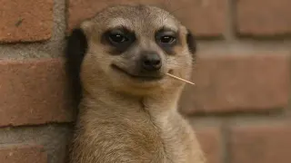 Carte meme Meerkat With a Toothpick, rareté commune