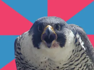 Carte meme Millennial Falcon, rareté rare