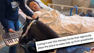 Mini Therapy Horse Playing The Piano meme card, common rarity