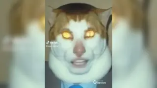 Carte meme Monday Left Me Broken Cat / Mr. Peebles / Singing Yellow-Eyed Cat, rareté rare