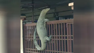 Monitor Lizard On The Fence meme card, common rarity