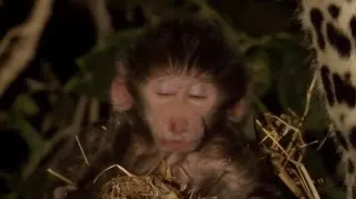 Carte meme Monkey Accepting Its Fate, rareté commune