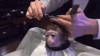 Monkey Haircut meme card, rare rarity