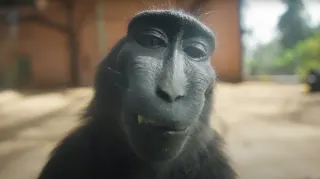 Monkey With Rizz meme card, common rarity