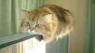Monorail Cat meme card, rare rarity