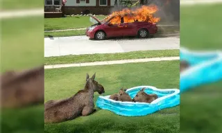 Moose Family in Kiddie Pool Watching Car Fire meme card, common rarity
