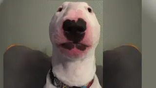 Nelson the Bull Terrier meme card, epic rarity