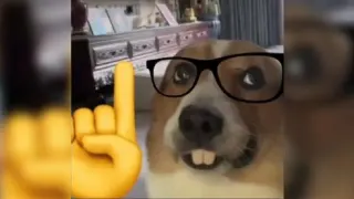 Nerd Dog meme card, common rarity