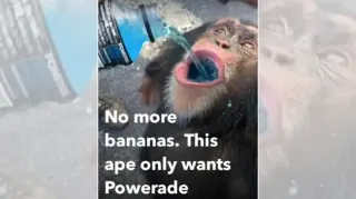No More Bananas. This Ape Only Wants Powerade meme card, common rarity