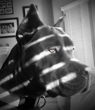 Noir Dog meme card, common rarity