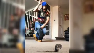 Carte meme Oh Shit, a Rat, rareté rare