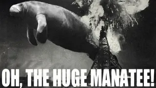 Carte meme Oh, the Huge Manatee, rareté rare
