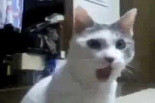 OMG Cat meme card, epic rarity