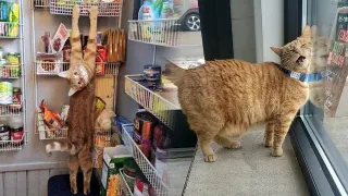 Orange Cat Behavior meme card, rare rarity