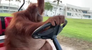 Orangutan Driving Golf Cart meme card, common rarity