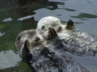 Otters Holding Hands meme card, rare rarity