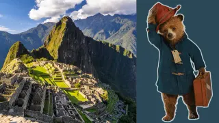 Paddington In Peru meme card, common rarity