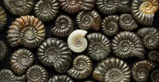 Paleontology meme card, common rarity