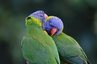 Parrots meme card, common rarity