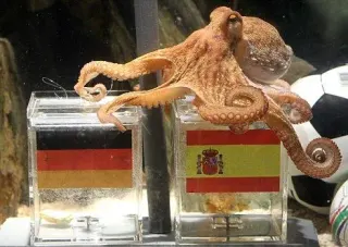 Paul The Octopus meme card, rare rarity