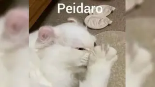 Peidaro (Someone Farted) meme card, common rarity