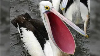 pelcan Mouth perfec t size for put baby in meme card, common rarity