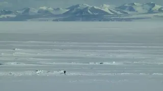 Penguin Walking Toward Mountain / Nihilist Penguin meme card, rare rarity