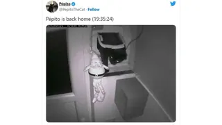 Carte meme Pépito le chat, rareté épique