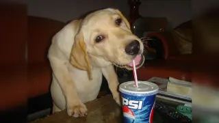 Pepsi Dog meme card, common rarity