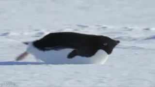 Perfectly Looped GIFs meme card, rare rarity